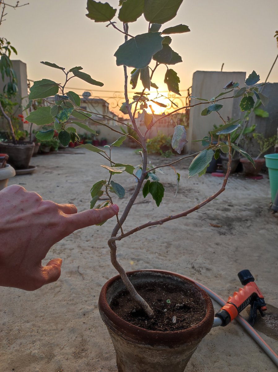 pinocchiooo's tweet photo. Look at that trunk line, I didn't even try to wire it. #populusalba https://t.co/ZmQxu0ZqCv