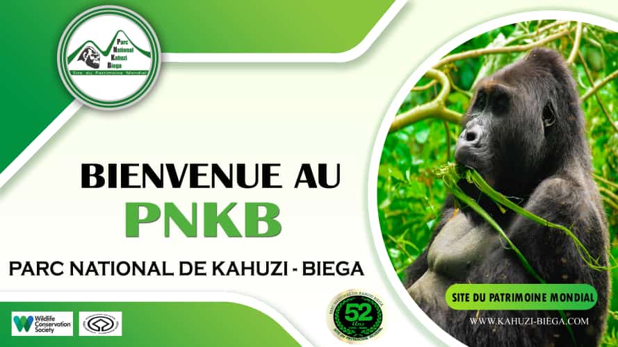 world heritage,nature reserves, protected areas.On this date of November 30, 2022, such a special day at <a href="/ParcKahuziBiega/">Parc National de KAHUZI-BIEGA</a>  I wish a happy birthday to this great world heritage site in the DRC for its 52nd anniversary since its creation in  1970.<a href="/IccnRdc/">ICCN</a>
<a href="/Irgloirebusira/">Gloirebusira01</a> <a href="/GYBN_CBD/">Global Youth Biodiversity Network (GYBN)</a>