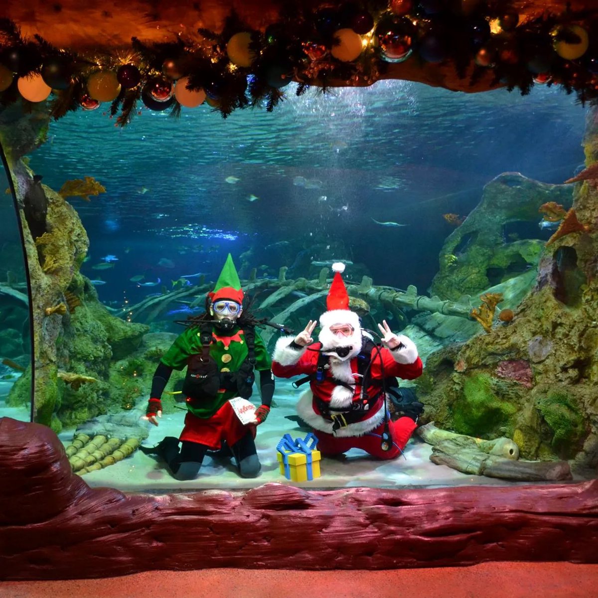 David Martin (@fox35david) on Twitter photo Dive into the holidays with Scuba Claus! Listen to the story of Fishmas, take a selfie with Santa Sharky, oh and lettuce not forget to marvel at an underwater elf feeding Chely the Sea Turtle. This all happens on select days/times <a href="/SEALIFEOrlando/">SEA LIFE Orlando Aquarium</a>. Dive into the holidays with Scuba Claus! Listen to the story of Fishmas, take a selfie with Santa Sharky, oh and lettuce not forget to marvel at an underwater elf feeding Chely the Sea Turtle. This all happens on select days/times <a href="/SEALIFEOrlando/">SEA LIFE Orlando Aquarium</a>.