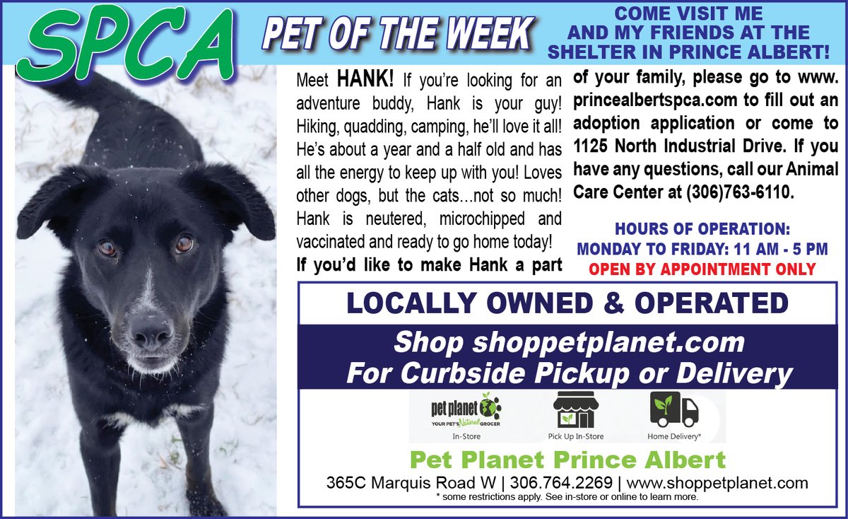 PAShopper's tweet image. SPCA - Pet of the Week
princealbertshopper.com/spca
#SPCA #PetoftheWeek #princealbertshopper