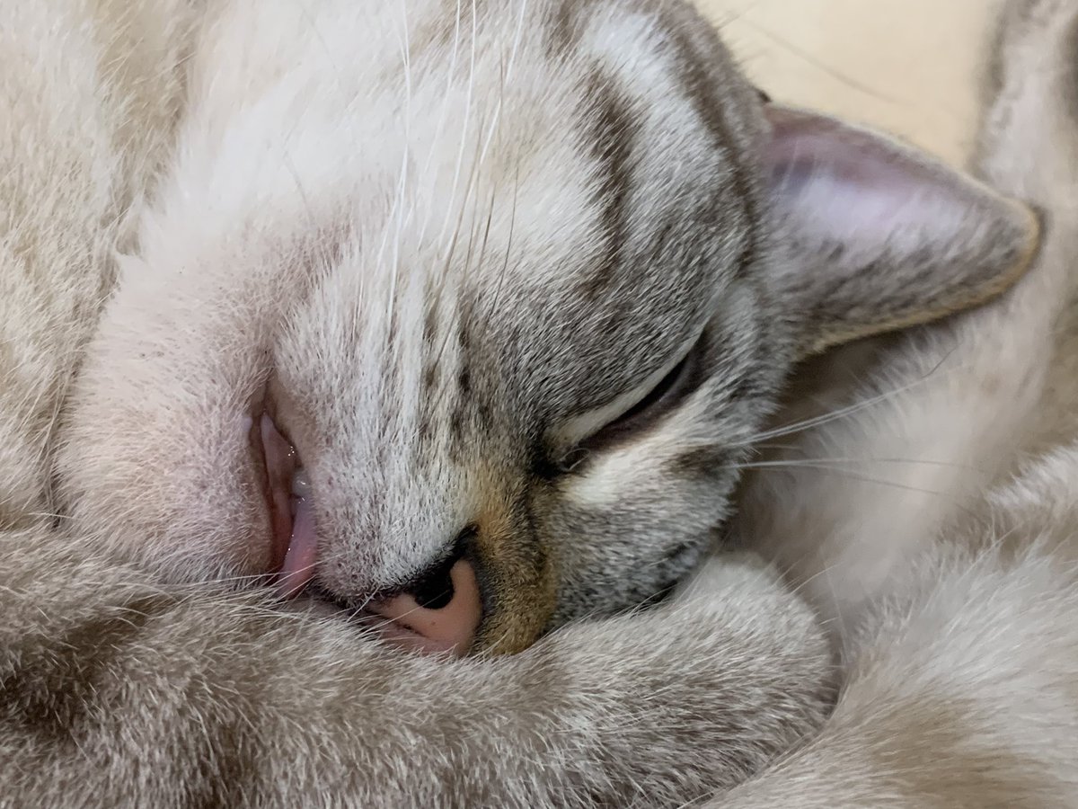 BlackRose4627's tweet photo. 可愛さ爆発💕
#猫 #ネコ #cat #シャムトラ #pointedcat #lynxpoint #siamesecat #siammix #siamesetabby https://t.co/R3RJOiLvB0