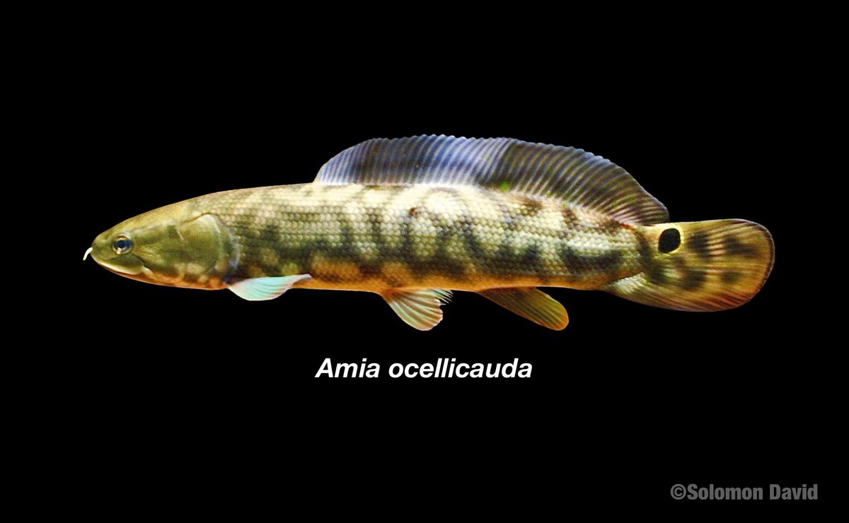 🐟NEW PAPER on a living fossil with hidden species diversity! royalsocietypublishing.org/doi/10.1098/rs…

🐟For over 100 years we thought Bowfin was just one species, last survivor of an ancient lineage…

*Yoda voice*

“No, there is another”

🐟Led by <a href="/ChaseBrownstein/">Chase Brownstein</a> in #BiologyLetters! 🧵below👍