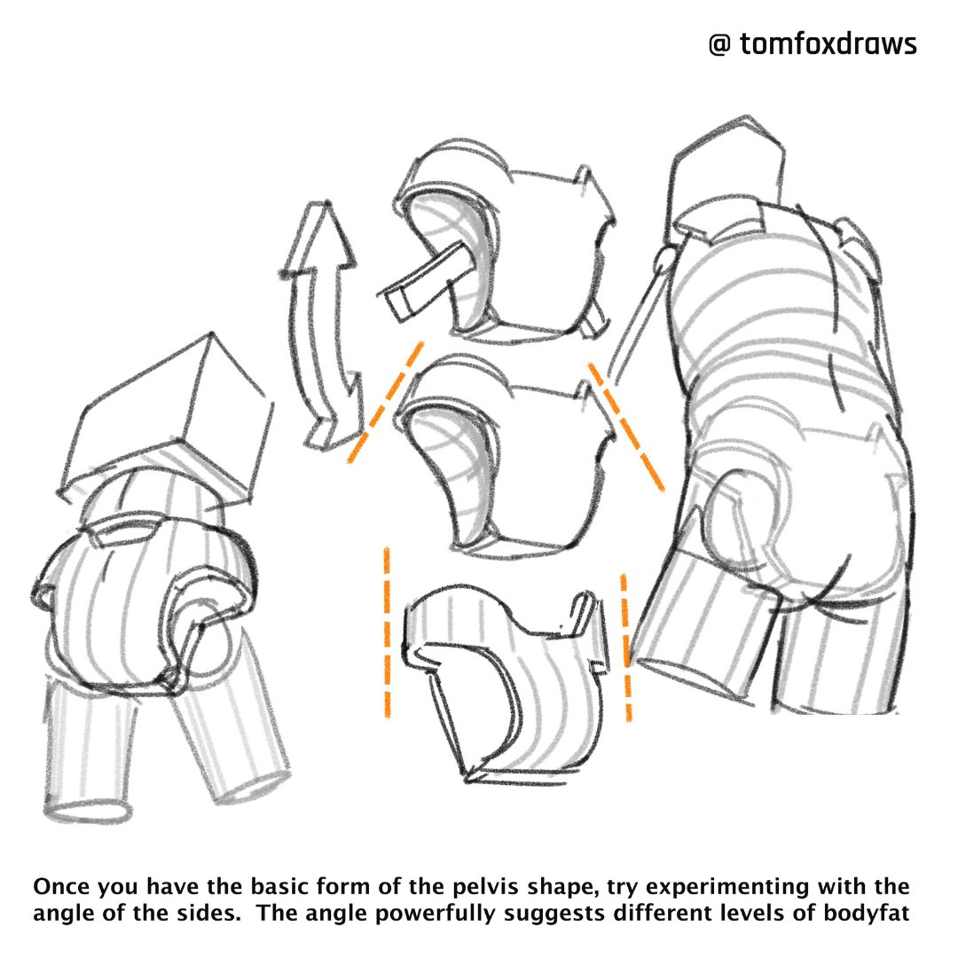 tomfoxdraws-on-twitter-once-you-have-the-basic-form-of-the-pelvis