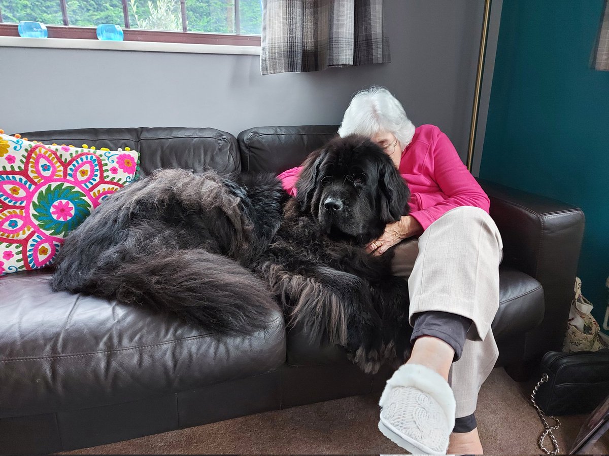 The Newfies are Granny sitting this afternoon 😍🐕👵😍 #dogsoftwitter #dogs #Newfoundland #Granny #grannymeg