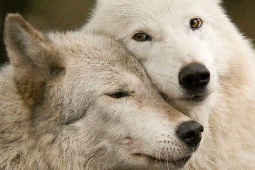 HourlyWolves presents: