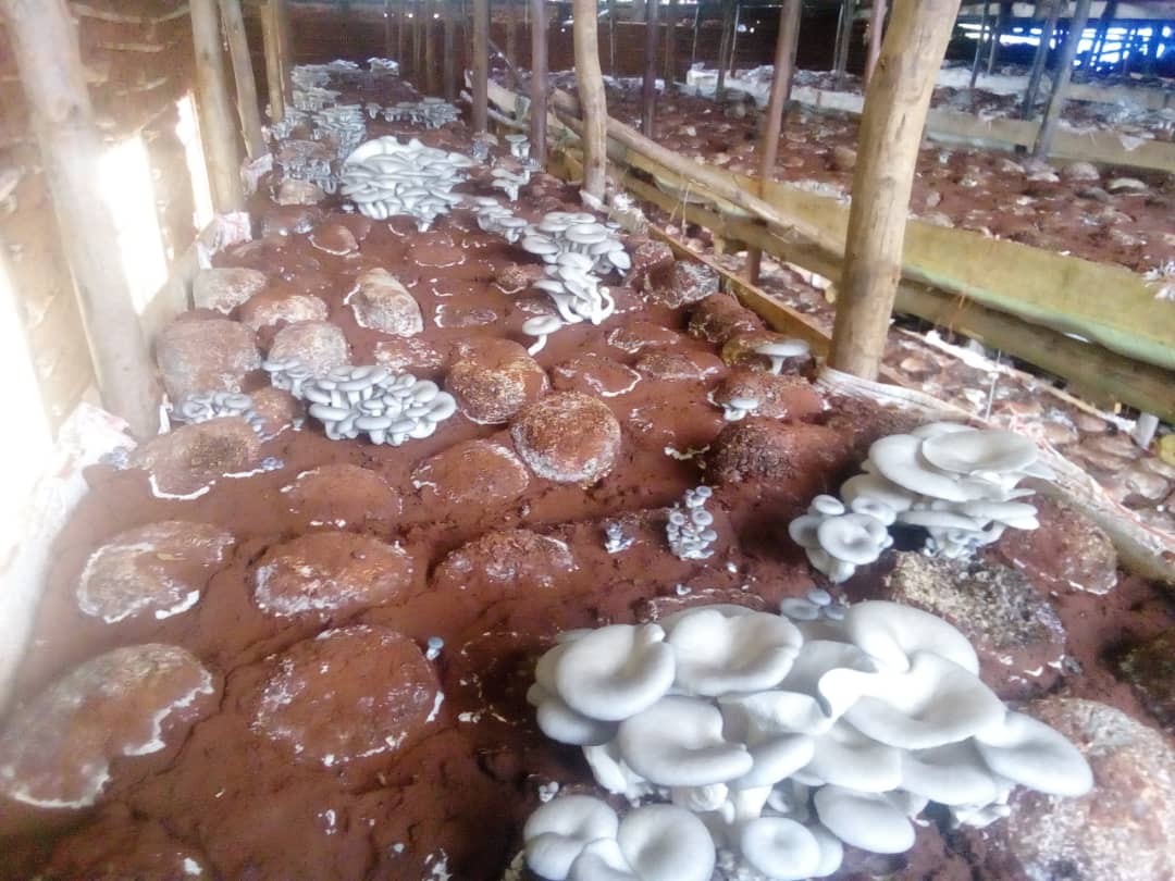 cocide21's tweet photo. La maison des #champignons à Tenga. Nous sommes une #coopérative engagée dans la culture des champignons au Burundi.
@UNICEF_Burundi @PAEEJ_Burundi @UEauBurundi 

Photos du 30/11/2022 https://t.co/5eNnN2vN36