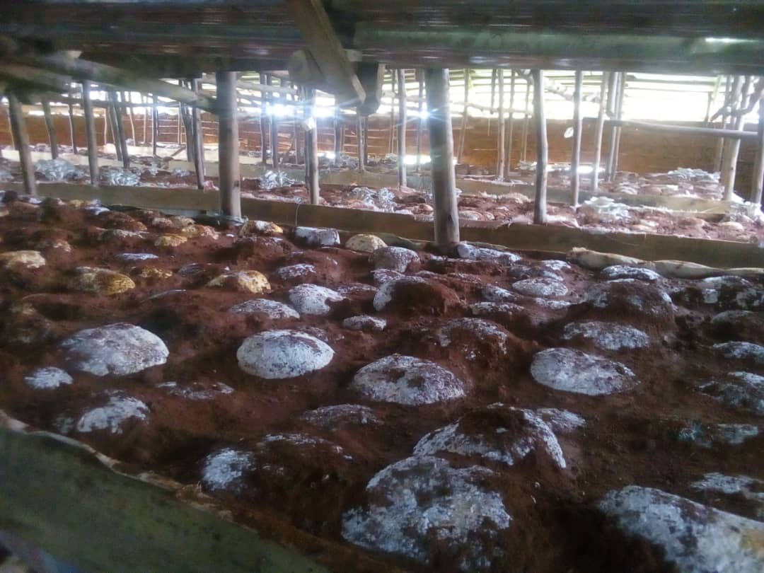 cocide21's tweet photo. La maison des #champignons à Tenga. Nous sommes une #coopérative engagée dans la culture des champignons au Burundi.
@UNICEF_Burundi @PAEEJ_Burundi @UEauBurundi 

Photos du 30/11/2022 https://t.co/5eNnN2vN36