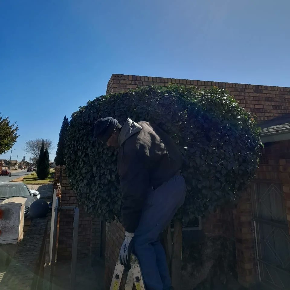 We also turn your trees into beautiful shapes. It's all in the details 🌻😊. 

#topiary #garden #gardening #gardener #trees