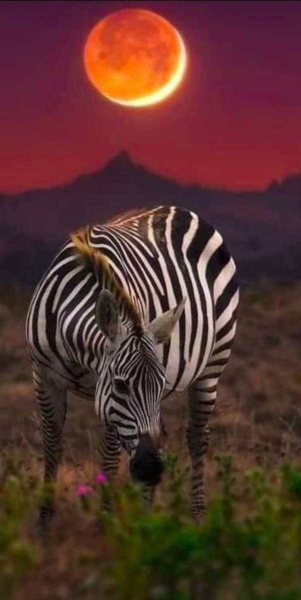 𝓖𝓸𝓸𝓭 𝓔𝓿𝓮𝓷𝓲𝓷𝓰!

✨🖤🦓🤍😍💛✨

#MyBeautifulAfrica 
#AfricanSunset