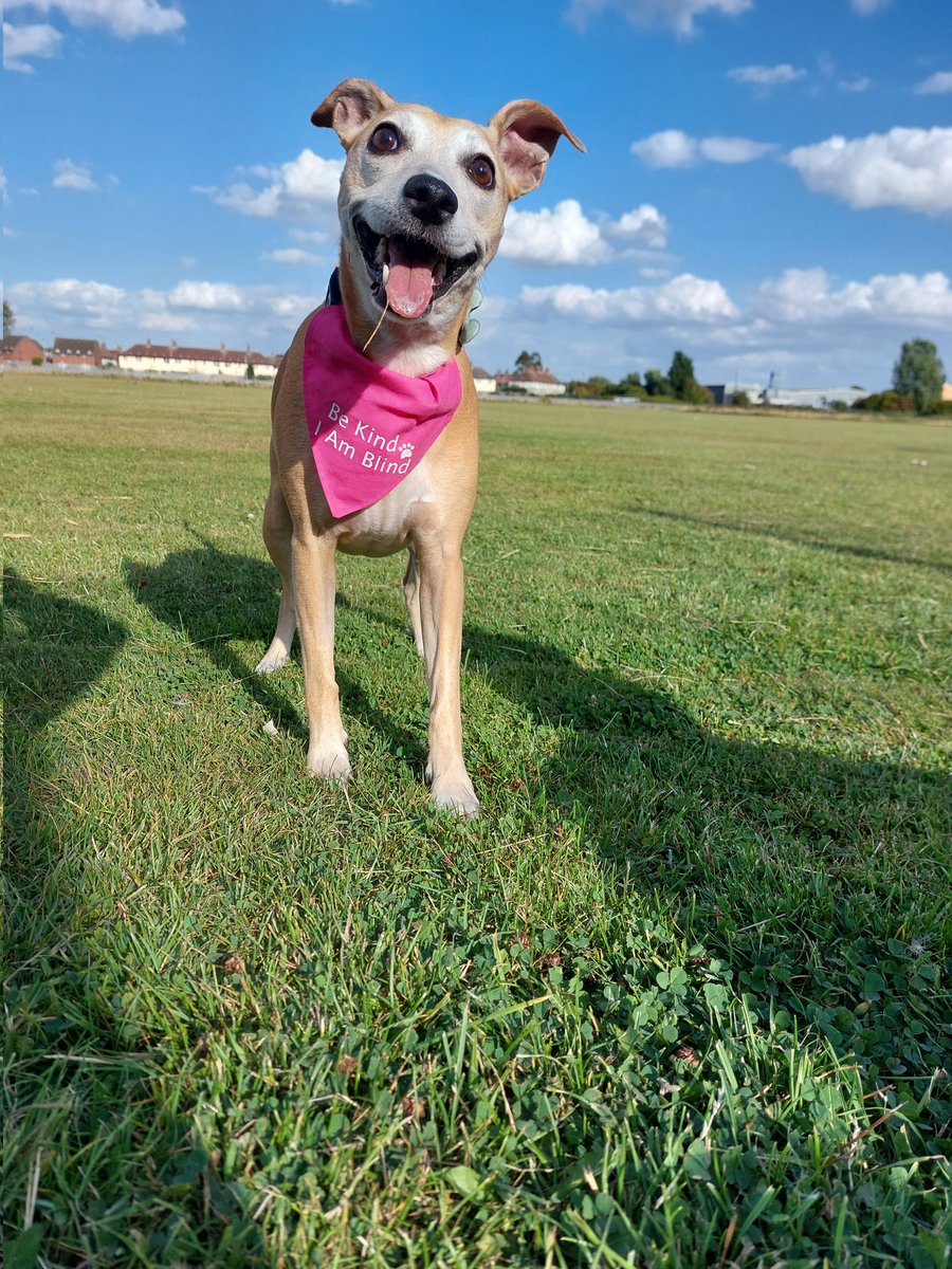 CharlieMarieKen's tweet photo. @bmstores @command If i won, it would get spent on lots of yummy treats and squeaky toys for our 9yr old blind girl Penny.. &amp; her cat sisters &amp; doggy friends. Eeviee, Lexie, Tinkerbell, Deliah, Mitch, Dexter, Jacob &amp; Sammy ♡ https://t.co/zOyu6ffpkc