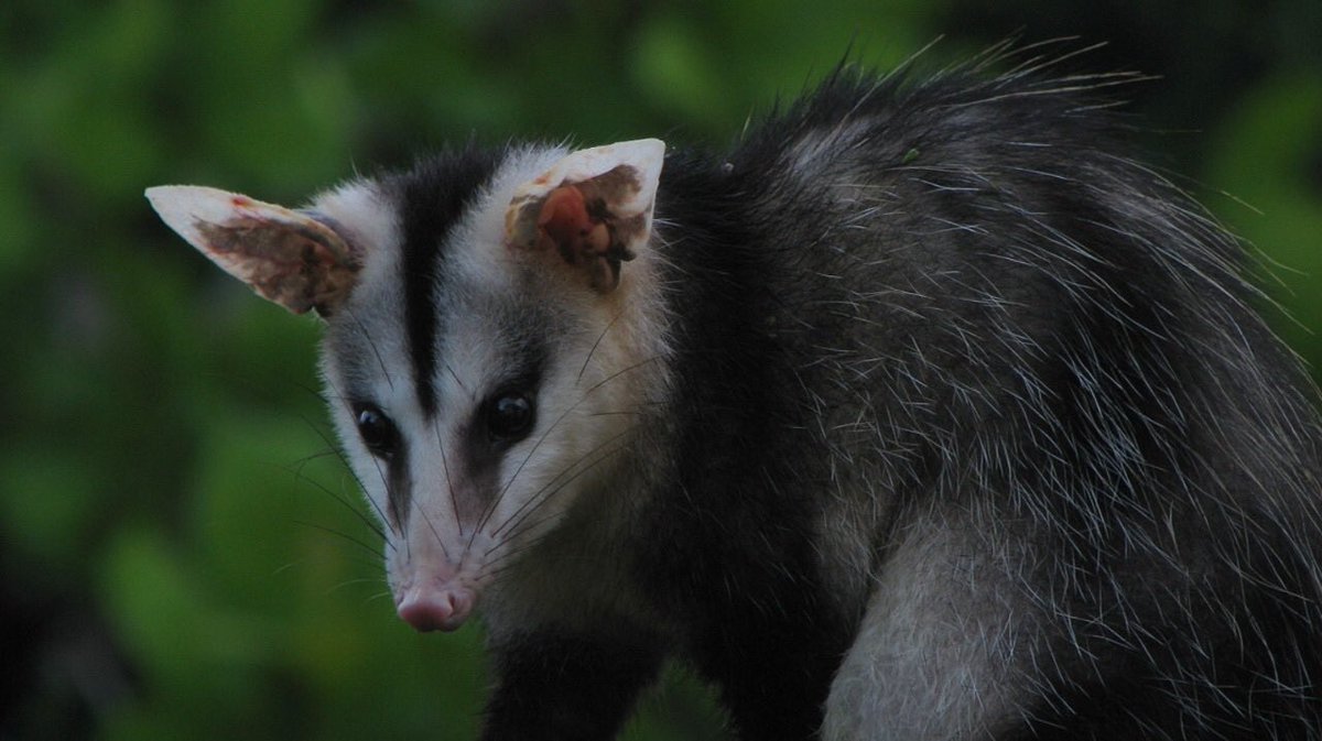 SerpInFormes's tweet photo. Um animal que ocorre aqui no Brasil, e que também é imune ao veneno de serpentes peçonhentas, é a Mucura (Saruê, Timbú).
.
🗣
São confundidas com ratazanas, mas elas são Marsupiais!
.
<Didelphis spp.>
.
📷Instituto Butantan (@butantanoficial)
📷Alex Popovkin
📷Wikimedia Commons https://t.co/ejSuVd9jic