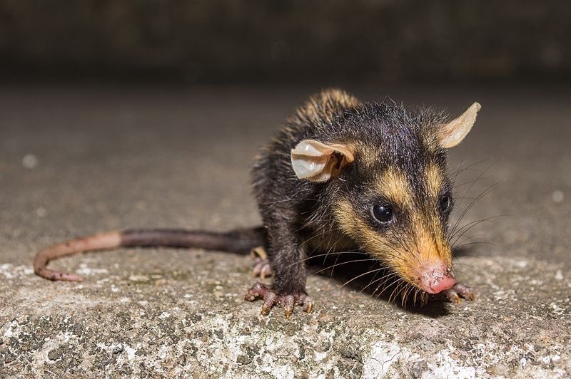 SerpInFormes's tweet photo. Um animal que ocorre aqui no Brasil, e que também é imune ao veneno de serpentes peçonhentas, é a Mucura (Saruê, Timbú).
.
🗣
São confundidas com ratazanas, mas elas são Marsupiais!
.
<Didelphis spp.>
.
📷Instituto Butantan (@butantanoficial)
📷Alex Popovkin
📷Wikimedia Commons https://t.co/ejSuVd9jic