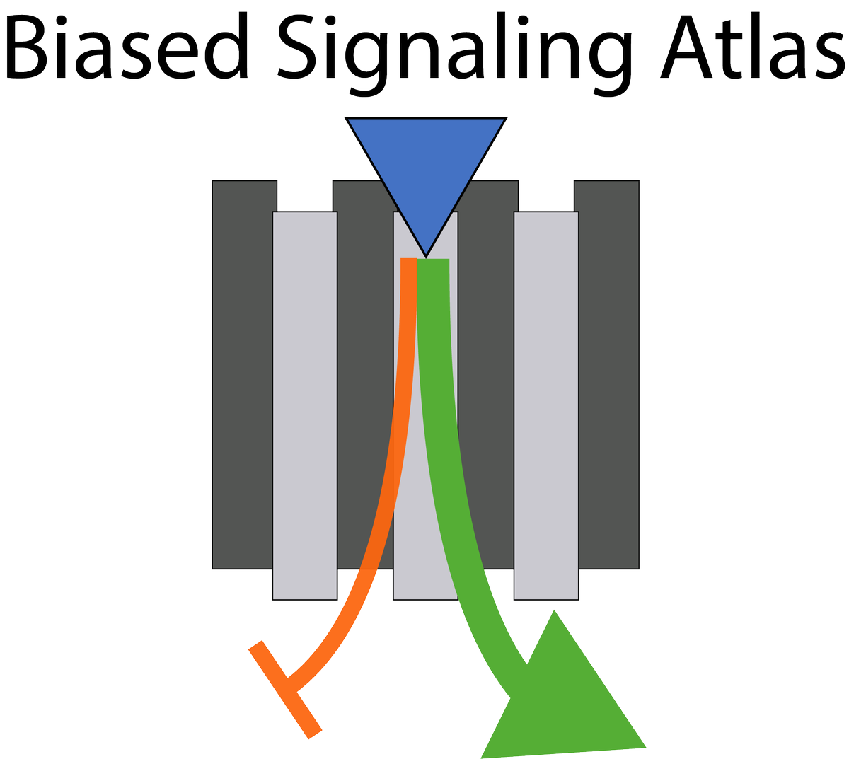 Biased Signaling Atlas preprint is out doi.org/10.21203/rs.3.… describing the birth of a new database dedicated to biased signaling, may let #GPCR drugs favor therapeutic over adverse signal pathways.