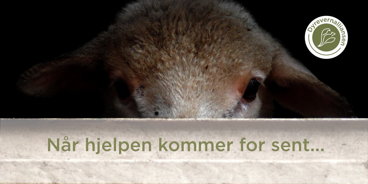SKUFFET. Regjeringen har lagt frem et elendig budsjett på #dyrevern og <a href="/SVparti/">SV</a> har sviktet dyrene - ikke 1 kr flyttes for dem i budsjettavtalen.

🐷Mattilsynet strupes 
🐭Alternativer til dyreforsøk nedprioriteres
🐥Dyrevernorganisasjonene mister støtte 

#skuffet #dyrevelferd
