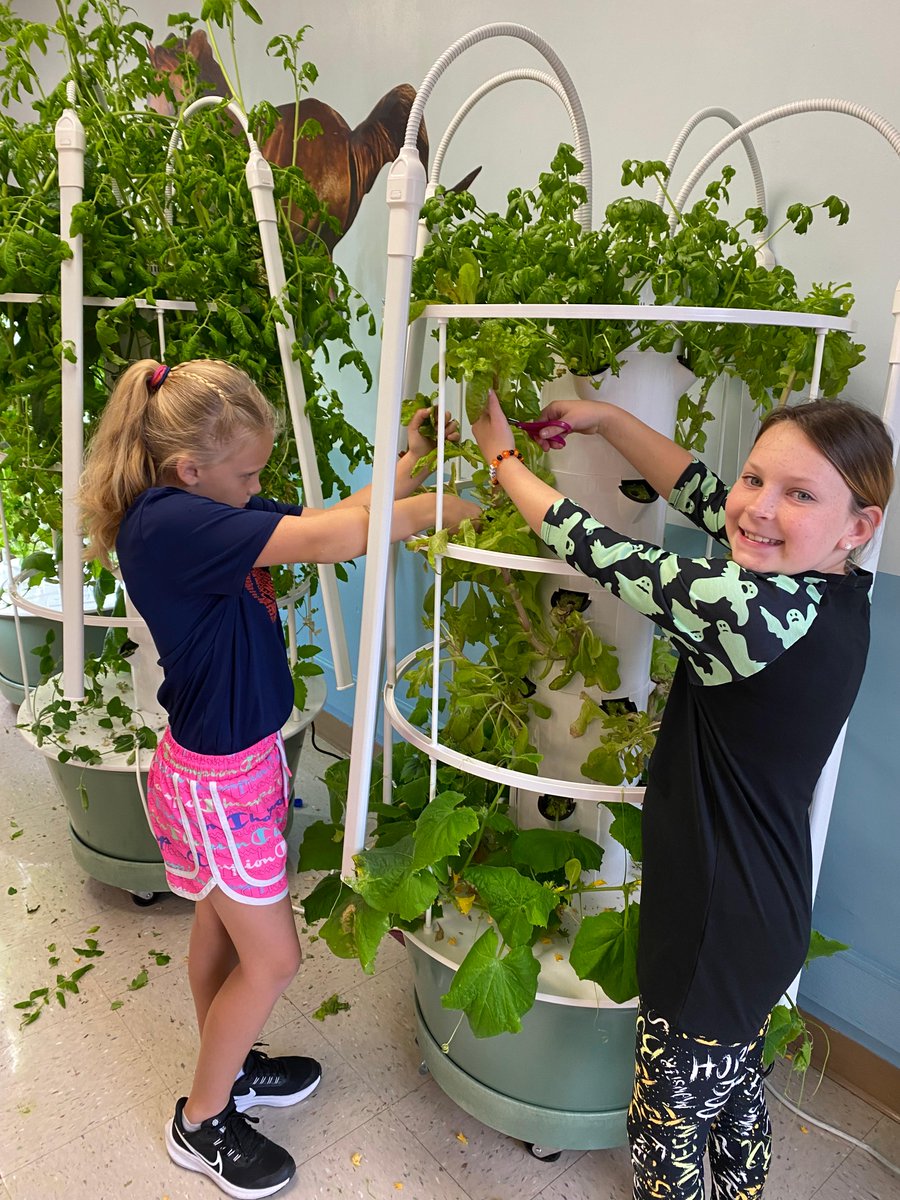 Two students helping to harvest the green leaf lettuce out of the Tower Garden in Flagstone Elementary at Douglas County School District. Nutrition Services has installed Tower Gardens in 3 elementary schools to help teach the students where their produce comes from.