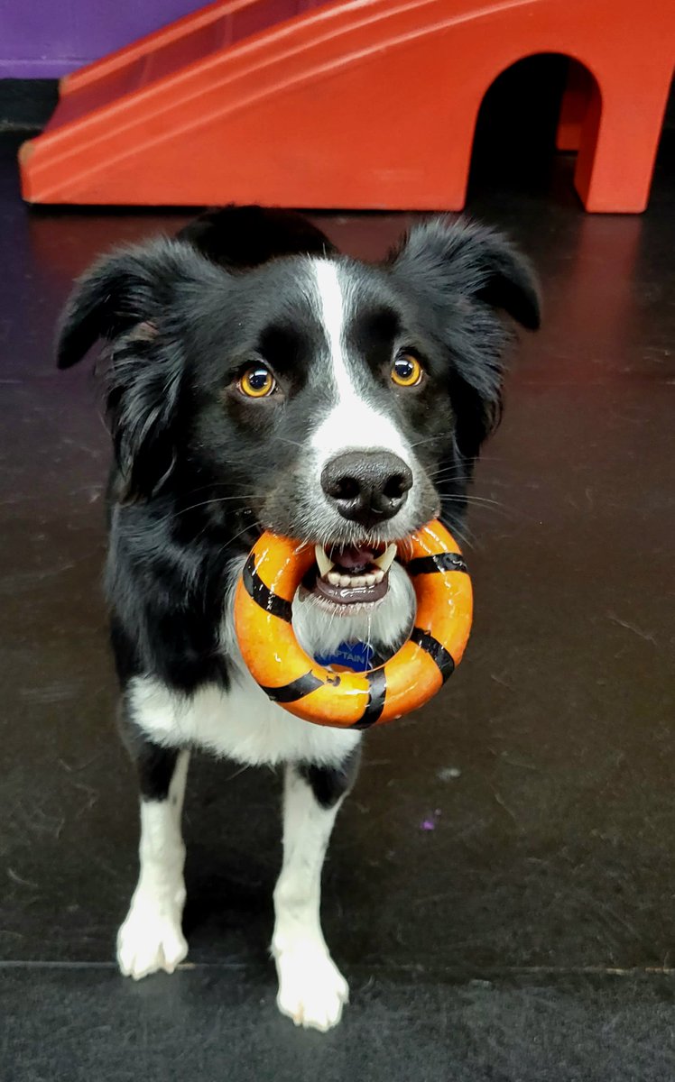 CBPhilly's tweet image. A special birthday shoutout to this super cutie Captain! We hope you are able to make the best out of this rainy day and get all the cuddles you deserve. We are lucky to have you! 🎂 🎉 🐾 😍  #HappyBirthdayCaptain #PawsUp #ItsYourBirthdayYouCanBarkIfYouWantTo