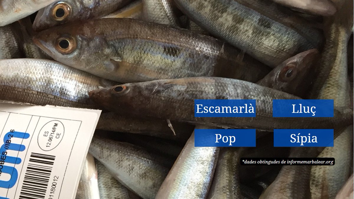 MarillesFund's tweet photo. 🐟De les principals espècies explotades a la #marBalear, quina es PESCA de forma sostenible?
Dades extretes de l'última actualització de l'#InformeMarBalear
👉Consulta'l a https://t.co/pKTDlSPQrT https://t.co/nb8vXQSlu1