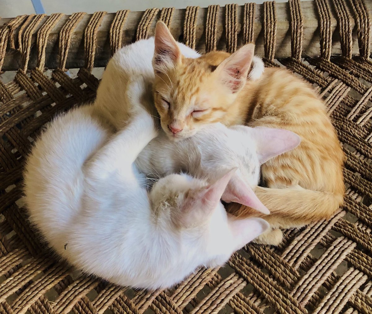 Noumanhydrabadi's tweet photo. Kisko cat achi lgti hen 🤷‍♀️ https://t.co/3aIDWonv61