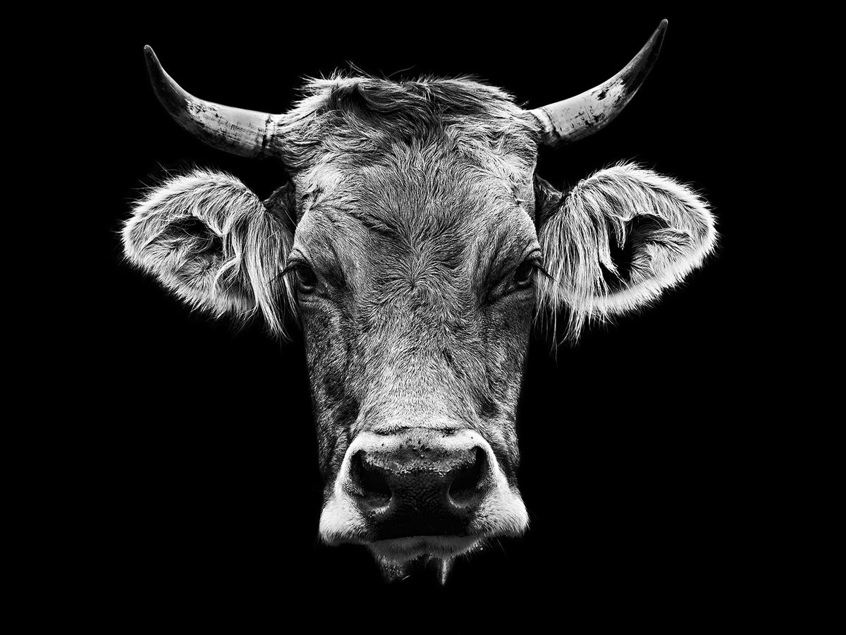 😂...

😜

Muh 🐮