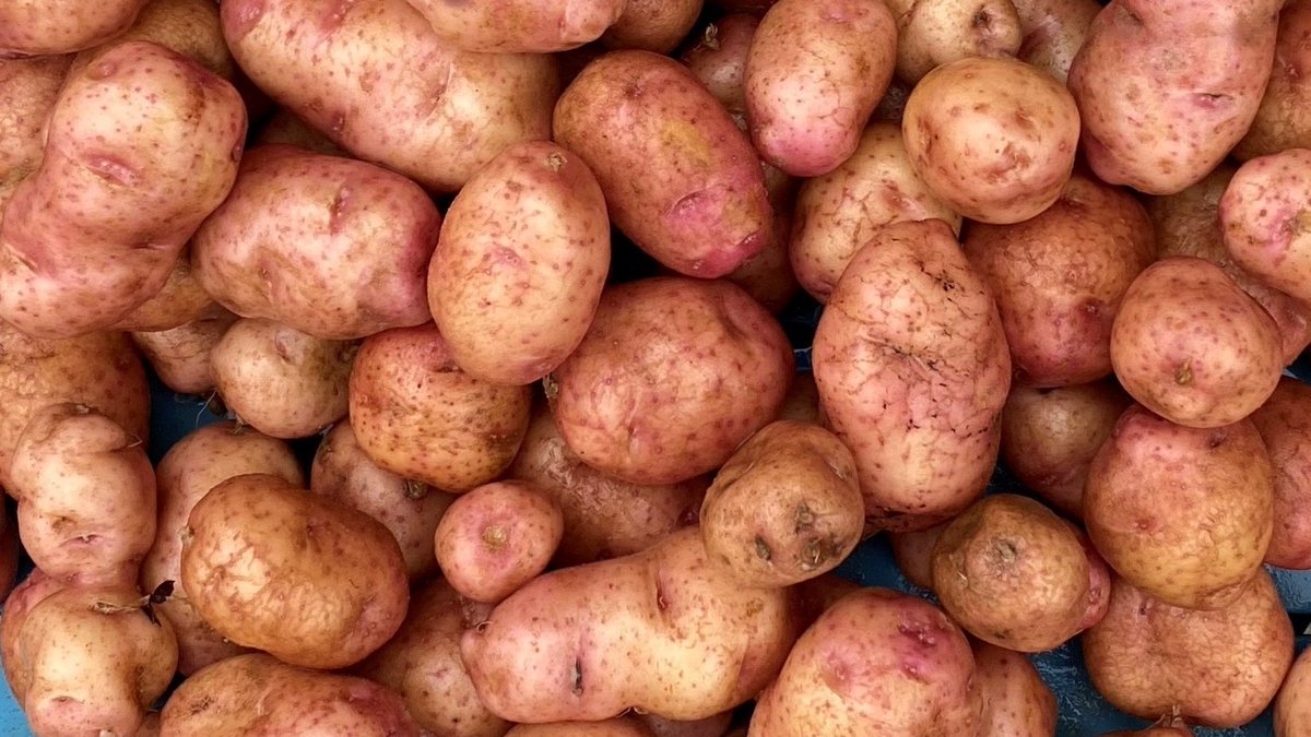 Our own variety, Pippa. A salad potato bred from Pink Fir Apple. Pippa has a much more regular shape than its parent and keeps the great flavour. An amazing new salad potato variety. Seed available now.

strathmorepotatoes.co.uk

#Pippa #salad #quality #Scottish #Seed #Potatoes
