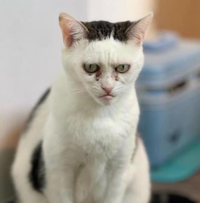 Phil Foden as a cat.