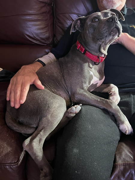 #Dog #Spooner_CCSTCA_01 I love sitting in your lap ❤️ https://t.co/OHKXile5Gx https://t.co/Km0a5S2cv7