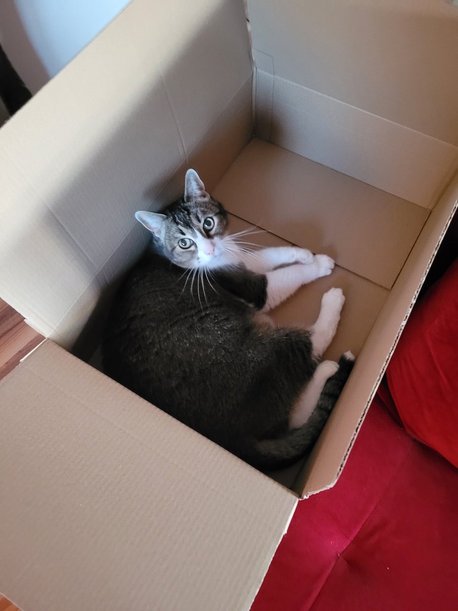 Benthe the boxcat🌈 and Miep🌈 tweet media