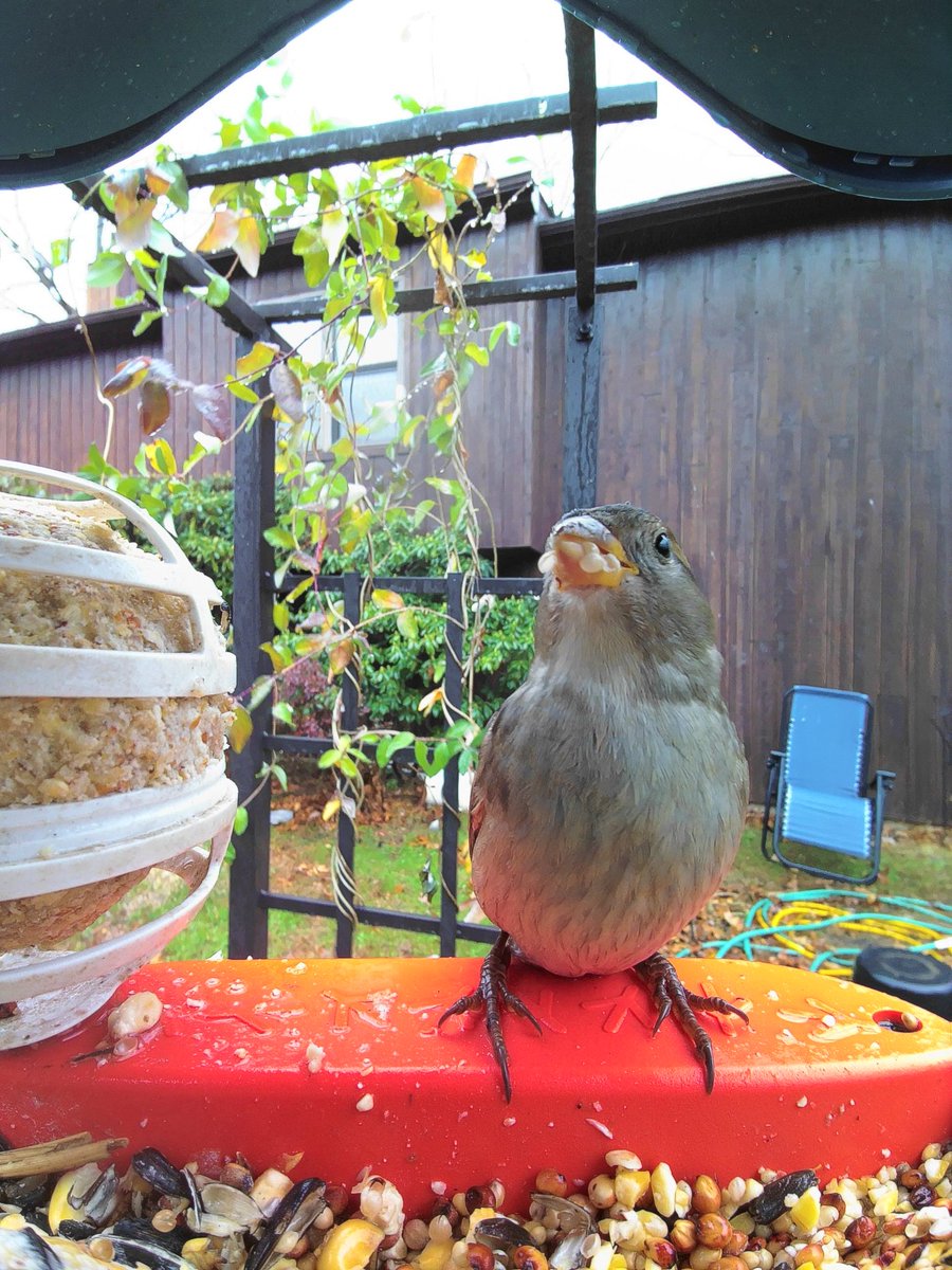 House Sparrow hungry bird #goldenperchawards