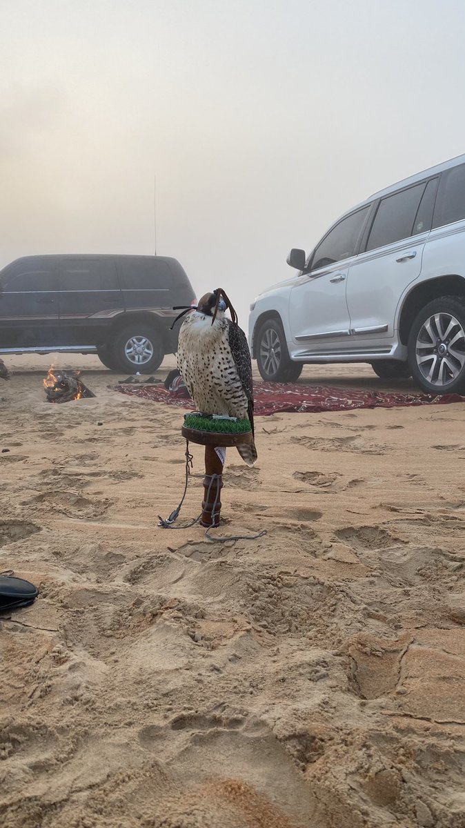 MSSAH7's tweet photo. محمد بن ف��يس

مثل ما برق��و طير الهداد الحر والشاهين
أنا برقعت قلبي والمحبه سجن .. راعيها https://t.co/Y4el9TyR0P