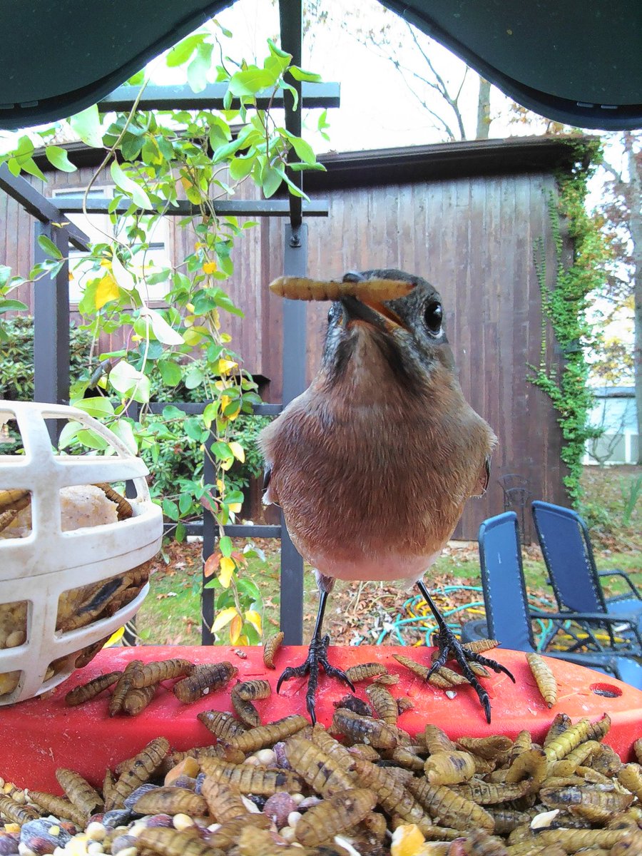 Eastern Bluebird enjoying some mealworms. #goldenperchawards #mybirdbuddy