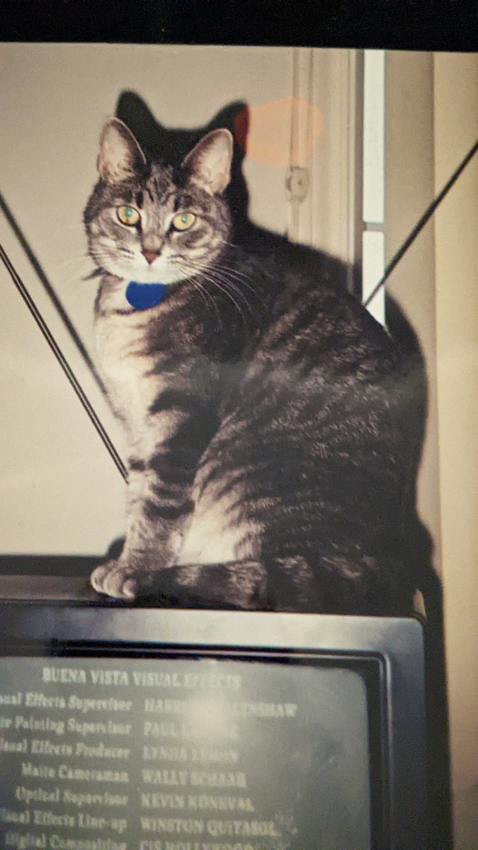 DiaryPrisonCat tweet picture