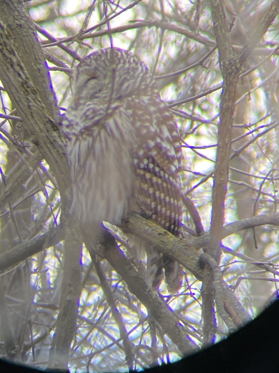 Never gets old - Watching the reaction of teenagers when they see their first owl! #birding #birdwatching #owls