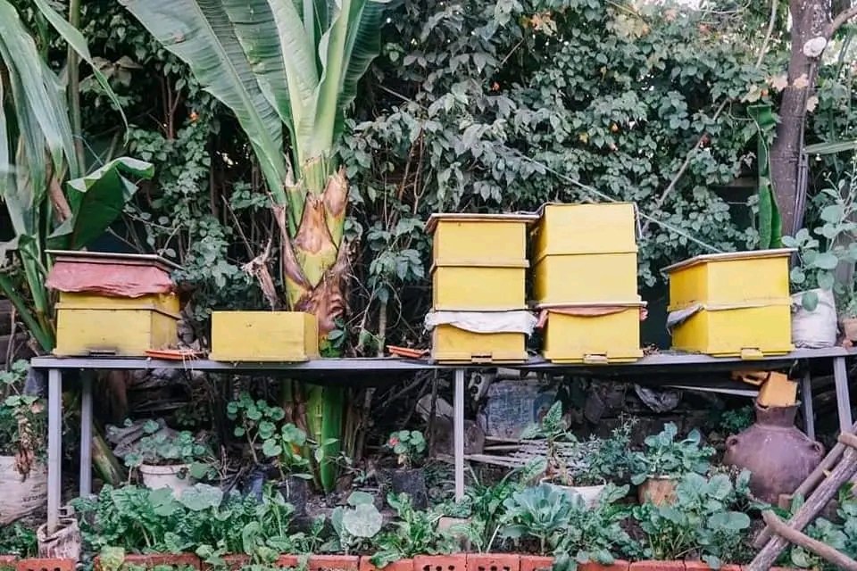 በከተማችን ባላቸው ውስን ቦታ ላይ በጓሮ አትክልቶች፣ በዶሮ እና ከብት እርባታ፣ እንዲሁም በንብ ማነብና በሌሎችም የሌማት ትሩፋቶች የቤተሰባቸውን የምግብ አቅርቦት ከማረጋገጥ አልፎ ለአከባቢው ማኅበረሰብ ማቅረብ የቻሉ እማወራ ጎብኝተናል::