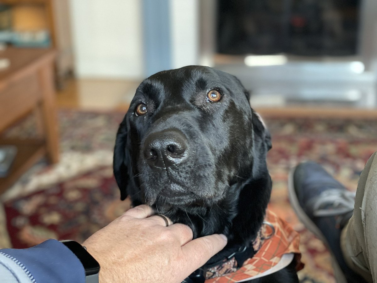 BertFulks's tweet photo. If you don’t have a Lab to pet when you feel like murdering someone, you‘ll probably end up murdering someone. #DogsofTwitter #DogsSaveLives #TheMoreYouKnow https://t.co/gnhRiTe1qb