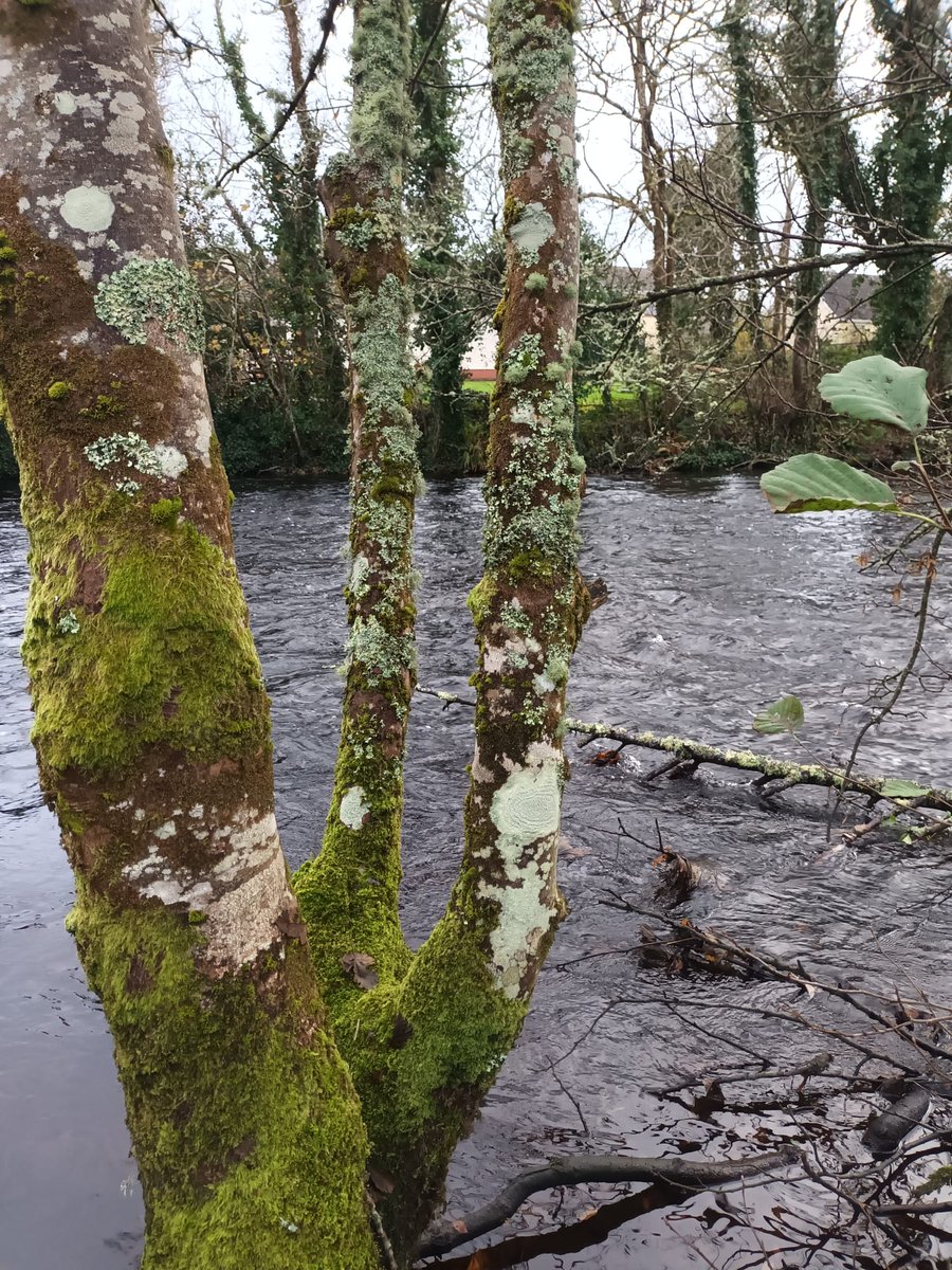 FlowEcology's tweet image. We need citizen scientists to take water level measurements from Irish rivers in 2023, using a smartphone app. If interested in volunteering please attend one of our webinars on Weds 7th Dec 6-7pm, or Fri 9th Dec 1-2pm. More info &amp;amp; links to webinars here: flowecology.com/citizen-scienc…