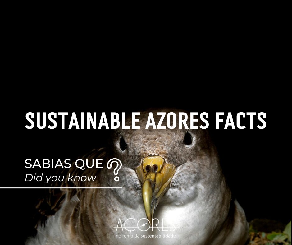 AzoresSustain's tweet photo. Graças à campanha 𝗦𝗢𝗦 𝗖𝗮𝗴𝗮𝗿𝗿𝗼, foram salvos 50 mil aves em 10 anos na Região Autónoma dos Açores.
O Governo Regional dos Açores continua empenhado em diminuir os pontos de iluminação para garantir a sobrevivência dos cagarros.
#azores #soscagarro #birds #sustainability https://t.co/tmoCRLgpuA