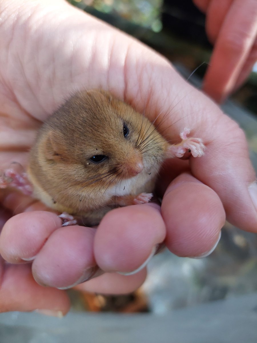 SomersetWT's tweet photo. It's small, cute, and needs our help! 🐹
Earlier this month, a group of volunteers joined a licensed dormouse surveyor to seek out and monitor dormouse populations as part of our Dormouse Reconnected project!
#SomersetWT #Somerset #Network4Nature https://t.co/jTvF6CtCWW