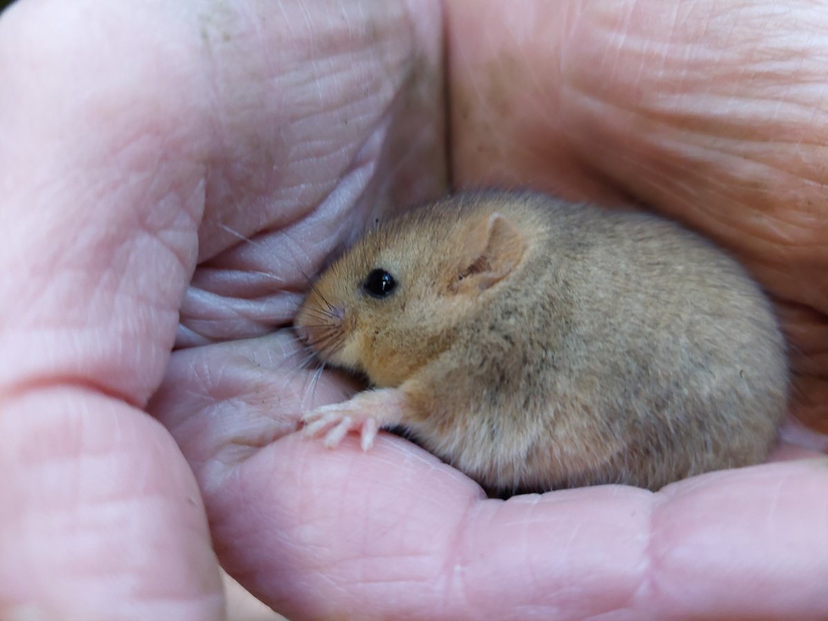 SomersetWT's tweet photo. It's small, cute, and needs our help! 🐹
Earlier this month, a group of volunteers joined a licensed dormouse surveyor to seek out and monitor dormouse populations as part of our Dormouse Reconnected project!
#SomersetWT #Somerset #Network4Nature https://t.co/jTvF6CtCWW