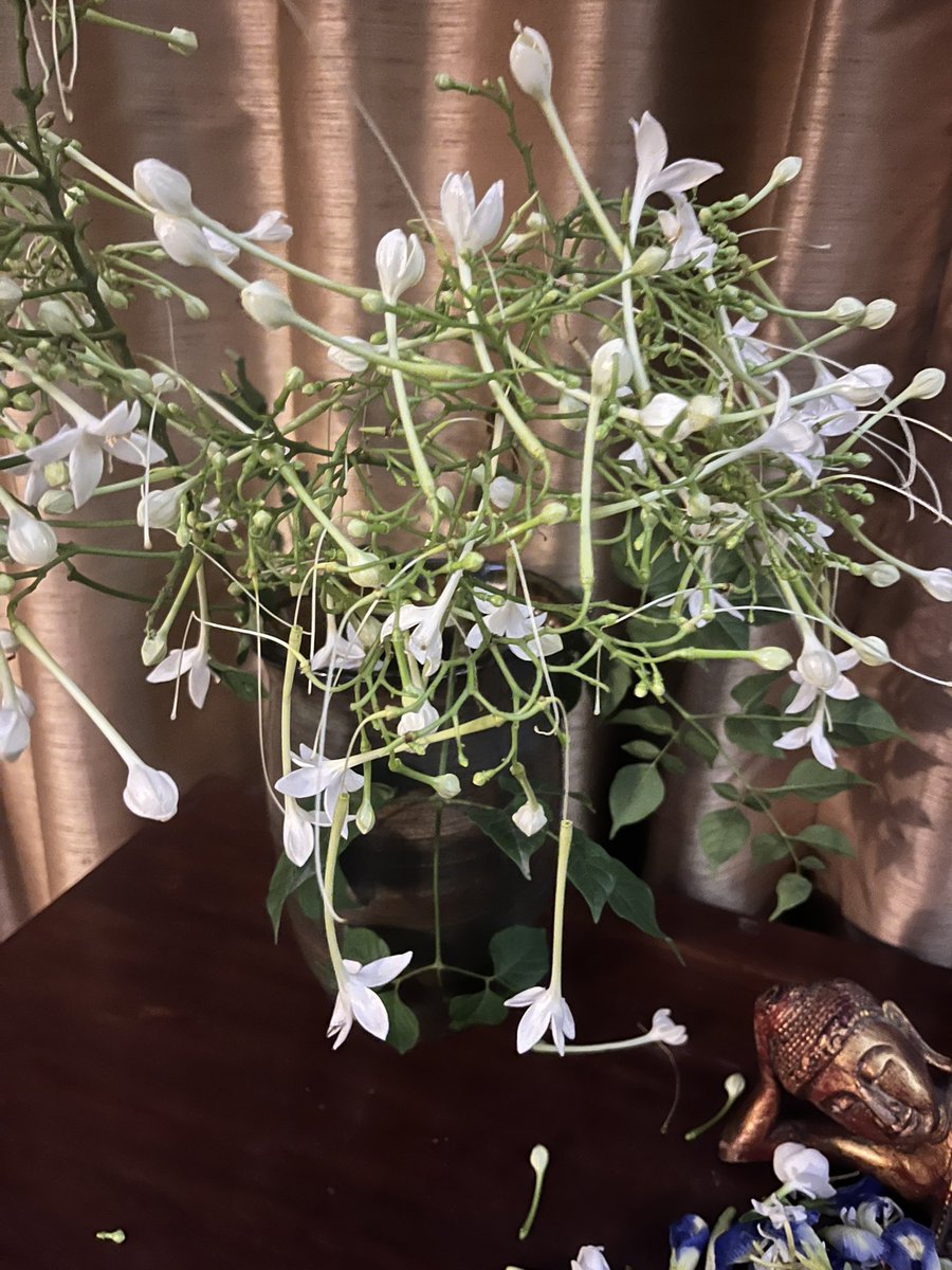 TheMagicBean4's tweet photo. That time of year when I climb a ladder to cut bunches of these flowers and stuff them into vases! 
Tree jasmine or mara mali! Stand under a tree late in the evening for an intoxicating experience #localandseasonal #flowers #trees #jasmine https://t.co/rX8TyljAD3