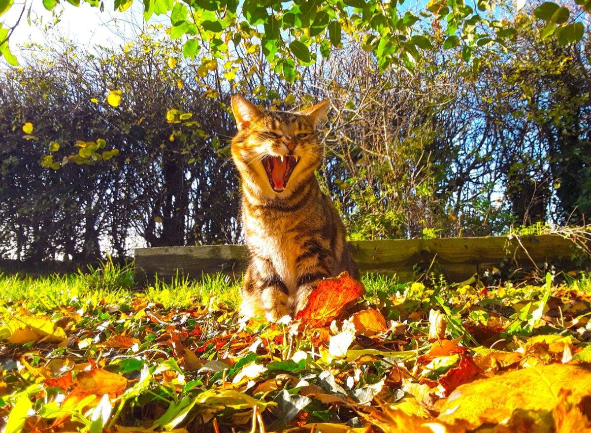 chris_alpacas's tweet photo. Four of my favourite photos from November on the last day of #meteorologicalautumn #Novemberfavourites #Autumn #thefens https://t.co/vVbTNFaGEz
