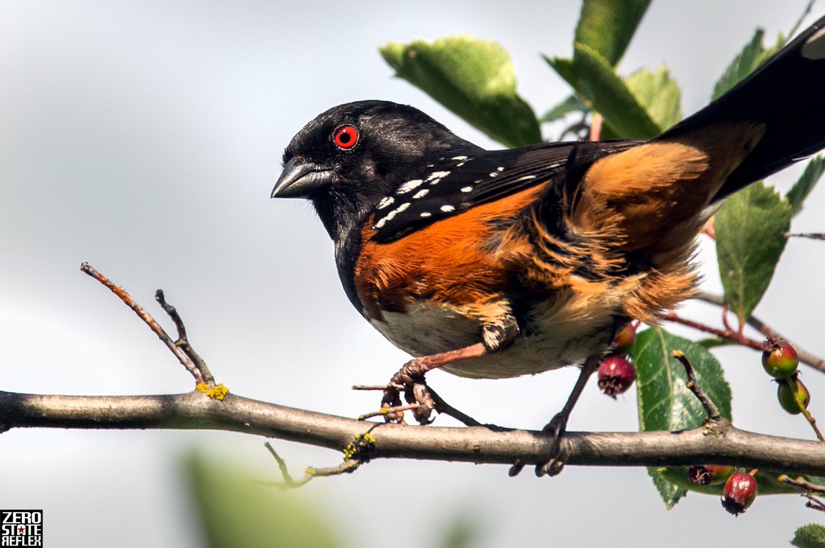 Spotted Towhee fire eyes, Seattle

#spottedtowhee #birds #seattle #zerostatereflex #canon #5dmark3 #pnw #photography