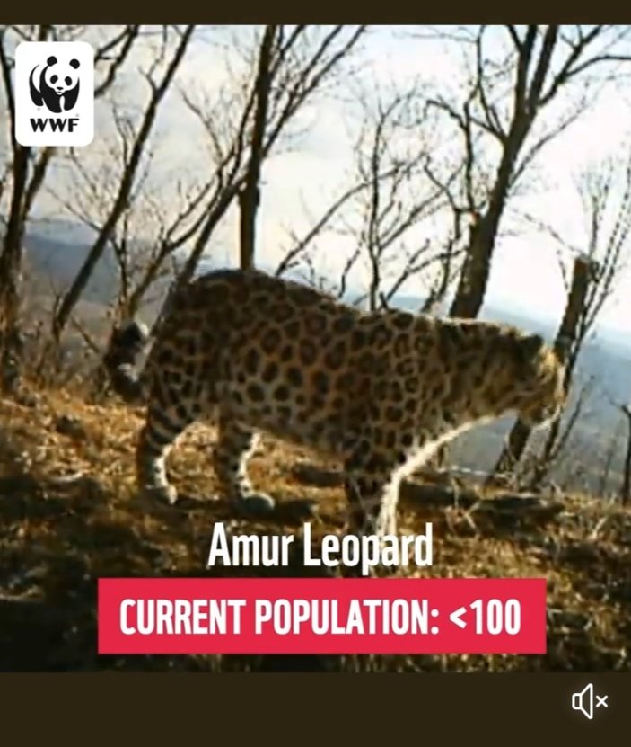 alex_mistretta's tweet photo. This is why #cryptozoology needs millions of dollars and experts because this affects everything from Mokele-membe to #bigfoot and every #cryptids in between. #biodiversity #ecology #paranormal #X #almasty #almas #ebugogo #evolution https://t.co/mEim0vA9LH