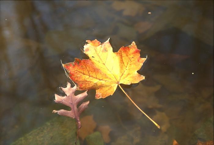TheCHPF's tweet image. Are the leaves all finally down where you are?⁠
⁠
Image by George Hunter.  Original glass slide.⁠
⁠
#endoffall #fallingleaves @gofundme #gofundme #canadiancharity #thechpf #canadianheritage #canadianphotography #archives