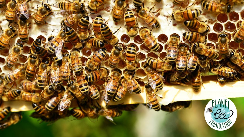 Did you know that honey bees have little hooks on their feet which they can use to hold on to each other in swarms or grasp the hive while making wax? 

#beesareimportant #savethebees #welovebees #bees #honeybees #helpabee #beestagram #beesknees  #protectourbees #beelove