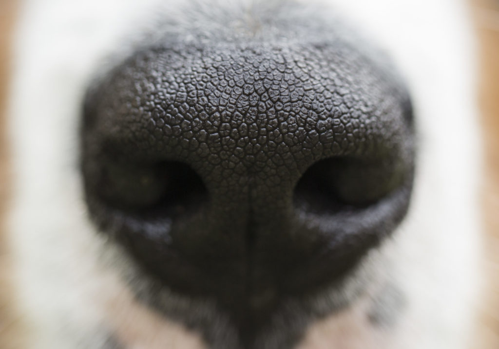 🐶 <a href="/MadeBrave/">MadeBrave</a> created and activated a new brand for Bella &amp; Duke, one of the UK’s fastest-growing companies.

Check it out: loom.ly/m35yEcc