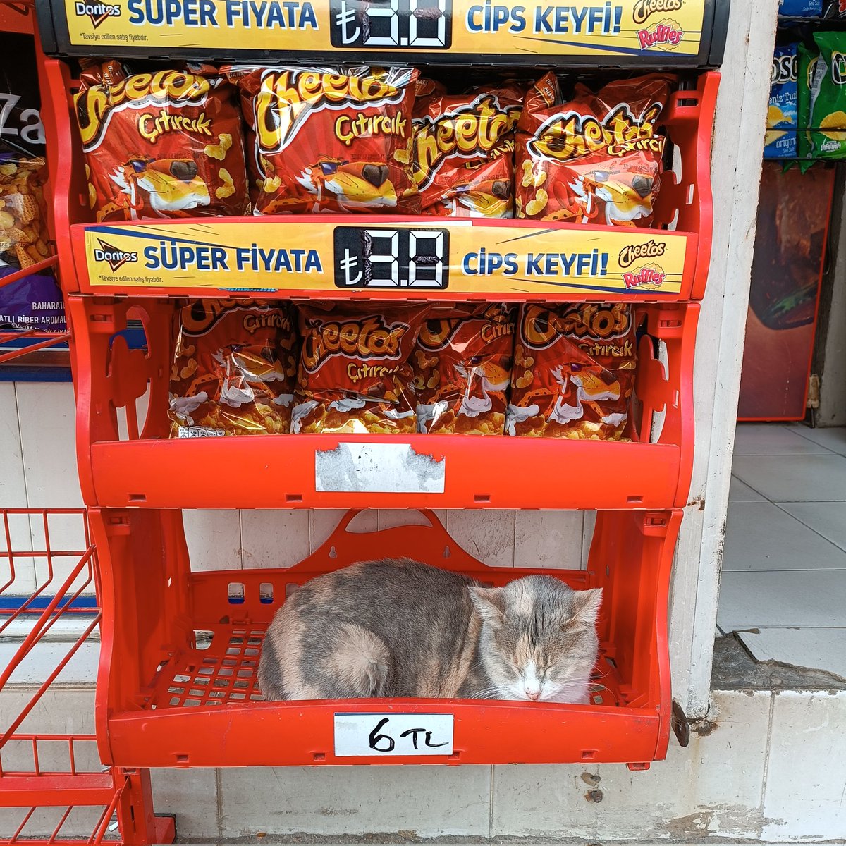 Sokak kedisi bile 6 Lira olmuş, ne olacak bu ekonomi 😔