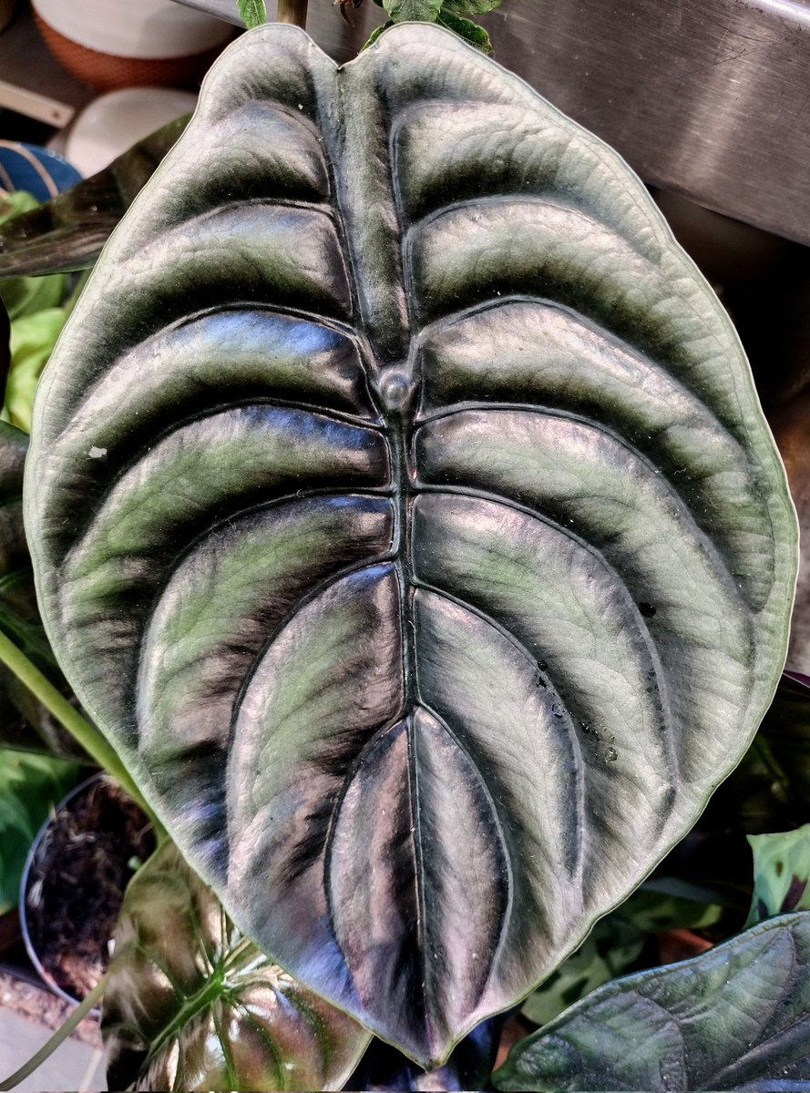 GardenGeeksUK's tweet photo. Red secret alocasia might be named for the colours underneath its leaves, but even from the top it's a beauty ๐ค
#gardengeeks #plants #houseplants #alocasia #plantcollection #indoorjungle https://t.co/6Tg2ZiUsrW