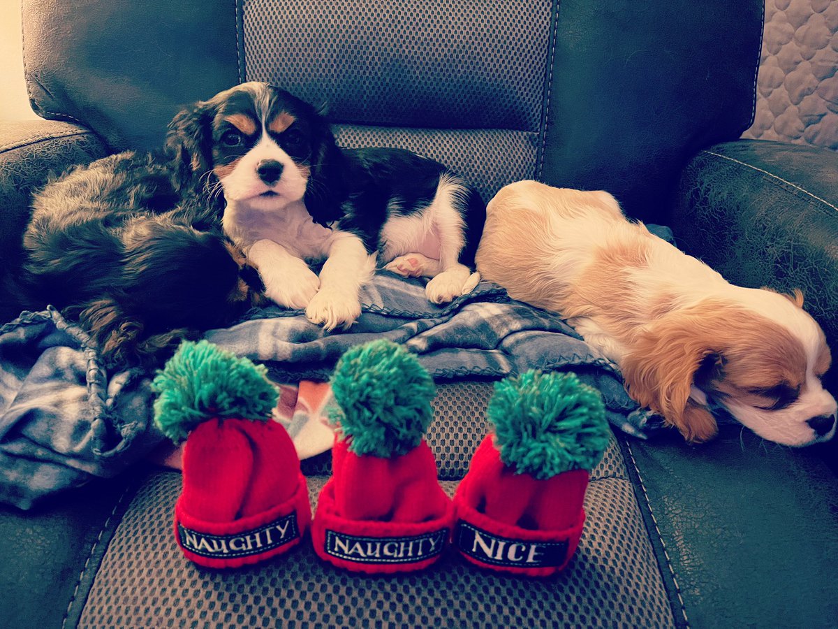 MaxtheSpoiled's tweet photo. The last picture we got of the kids before Louie and Ozzie left to begin their new lives. Junior is still home with us until this weekend! @Rubythedog267 https://t.co/mJ0oq5A60o