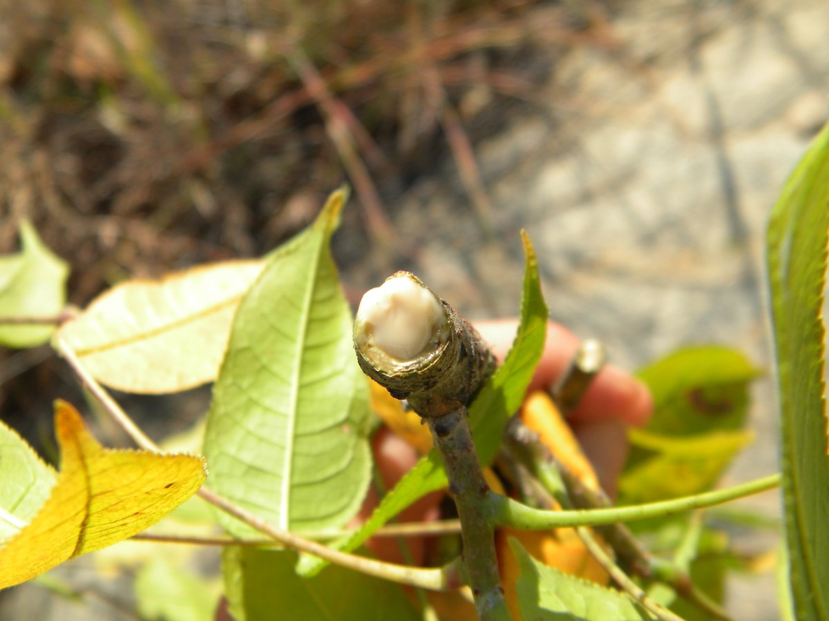 Curious about the science behind #copal, #frankincense &amp; #myrrh this festive season? 🪵🌱

Join <a href="/pterygote/">Andrea Weeks</a> &amp; I tomorrow 1 December at 12:00 PM EST in conversation w/ <a href="/AnacardWoman/">Susan Pell</a> <a href="/USBotanicGarden/">usbotanicgarden</a> 

Free, but please register here bit.ly/3AWOGgz
#PlantScienceConservations