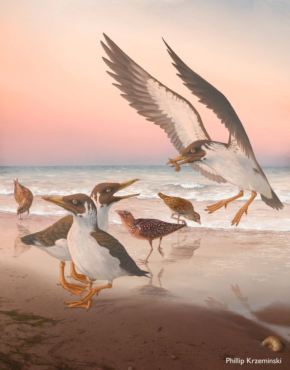 Our new bird is coming out today in <a href="/Nature/">nature</a>! 

Meet Janavis finalidens, a large gull-like toothed bird with lots to say about the evolution of modern birds. Janavis’ palate overturns more than 150 years of ornithological paradigm!

nature.com/articles/s4158…